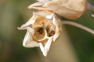 Kapselfrucht des Sizilianischer Honiglauch (Allium siculum)